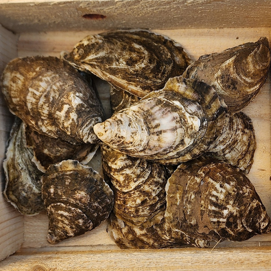 Little Shem Oysters